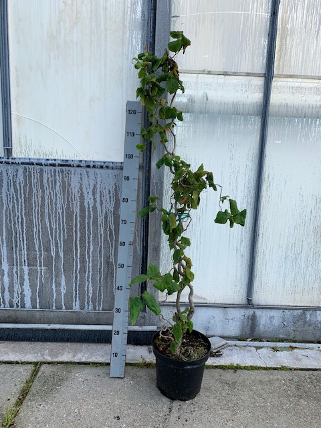 Corylus a. 'Contorta' - C7,5 100-125 CM